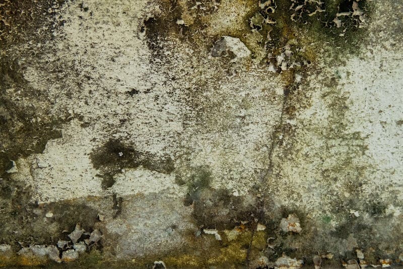 Close-up of Dry moss on White cement crack wall and peeled paint caused by water and sunlight. Peel wall of White house paint. Close-up of Dry moss on White stock photo